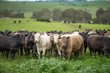 Tarla, tarlada sığır sürüsü. Wagyu sığırlarıyla dolu bir çiftlikte bahar mevsimi. Şişko inek