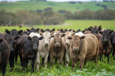 Yenileyici tarım inekleri tarlada, Avustralya 'da çim ve çayırlarda otluyorlar, bir çiftlikte. Saman yiyen sığırlar. Cinsler arasında Speckle Park, Murray Grey, Angus, wagyu, mandıra.