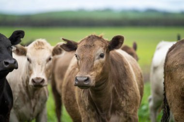 Tarlada tarla, tarlada sığır eti. Wagyu sığır sürüsü bir çiftlikte otluyor. Şişko inek