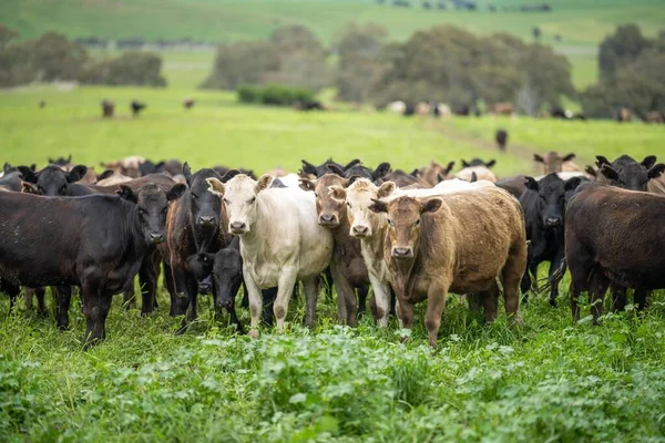 Campo Agrícola Vaca Vaca Campo Rebanho Gado Wagyu Que Pastoreia — Fotografia de Stock