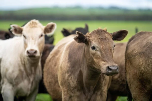 Γεωργικός Τομέας Στην Αφρική Αγελάδες Βοδινού Κρέατος Χωράφι Ζωικό Κεφάλαιο — Φωτογραφία Αρχείου