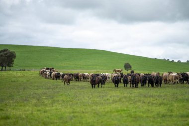 Avustralya 'daki bir tarlada otlayan damızlık sığır, inek ve buzağılardan kurtul. Sürü cinsleri arasında benek parkı, murray grisi, angus, brangus ve wagyu tahıl ve buğday yeme bulunmaktadır..