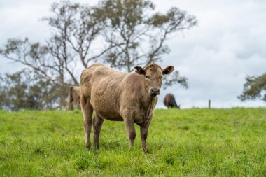 Yenilenen Aygır Angus, Wagyu, Murray Grey, Süt Ürünleri ve sığır İnekleri ve bir tarlada otlayan boğalar. Hayvanlar organik ve serbest tarım çiftliğinde yetiştiriliyor.