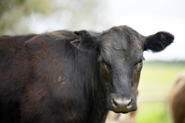 Avustralya 'daki bir tarlada otlayan damızlık sığır, inek ve buzağılardan kurtul. Sürü cinsleri arasında benek parkı, murray grisi, angus, brangus ve wagyu tahıl ve buğday yeme bulunmaktadır..