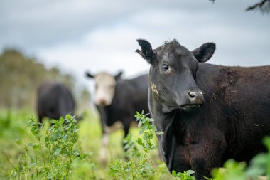 Yenilenen Aygır Angus, Wagyu, Murray Grey, Süt Ürünleri ve sığır İnekleri ve bir tarlada otlayan boğalar. Hayvanlar organik ve serbest tarım çiftliğinde yetiştiriliyor.