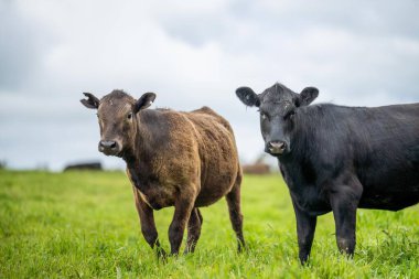 Yenileyici tarım inekleri tarlada, Avustralya 'da çim ve çayırlarda otluyorlar, bir çiftlikte. Saman yiyen sığırlar. Cinsler arasında Speckle Park, Murray Grey, Angus, wagyu, mandıra.