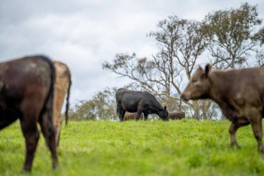 Avustralya 'daki bir tarlada otlayan damızlık sığır, inek ve buzağılardan kurtul. Sürü cinsleri arasında benek parkı, murray grisi, angus, brangus ve wagyu tahıl ve buğday yeme bulunmaktadır..