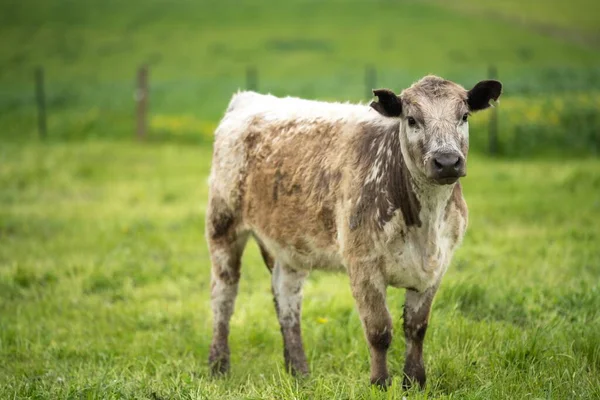 Yenileyici tarım inekleri tarlada, Avustralya 'da çim ve çayırlarda otluyorlar, bir çiftlikte. Saman yiyen sığırlar. Cinsler arasında Speckle Park, Murray Grey, Angus, wagyu, mandıra.