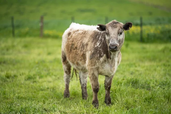 Manada Vacas Pastando Pasto Campo Gado Angus Regenerativo Uma Paddock — Fotografia de Stock