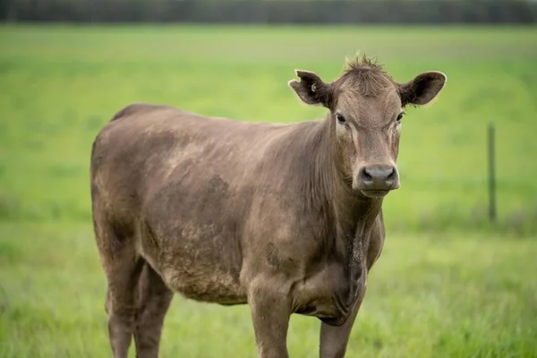 Landbouwgebied Kudde Rundvee Een Veld Lente Een Boerderij Met Wagyu — Stockfoto