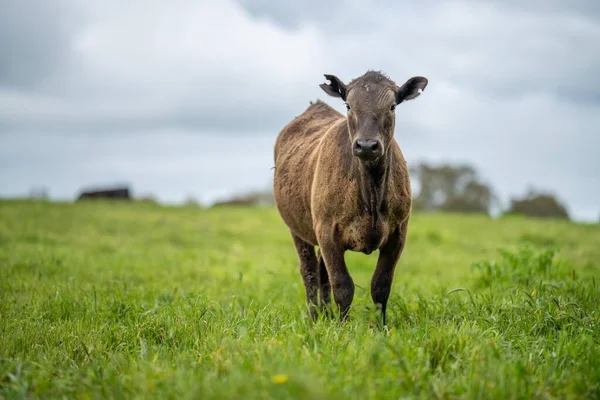 在澳大利亚的一个田野里 失去了正在吃草的种牛 牛和小牛 牛的品种包括斑点公园 杂草丛生的灰色 Angus Brangus和Wagyu 它们吃谷物和小麦 — 图库照片