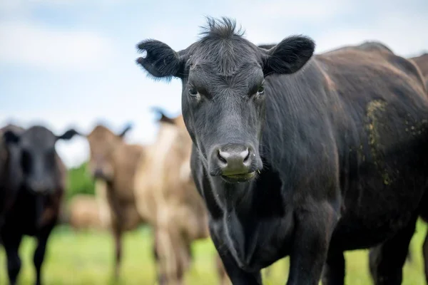 Ackerland Rinderkühe Auf Einem Feld Wagyu Rinder Weiden Auf Einer — Stockfoto