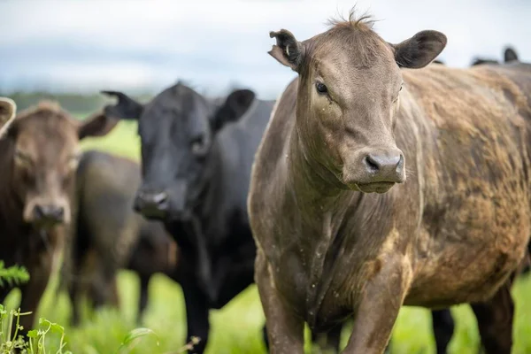 Yenilenen Aygır Angus, Wagyu, Murray Grey, Süt Ürünleri ve sığır İnekleri ve bir tarlada otlayan boğalar. Hayvanlar organik ve serbest tarım çiftliğinde yetiştiriliyor.