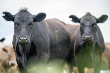 herd of Cows grazing on pasture in a field. regenerative angus cattle in a paddock  clipart