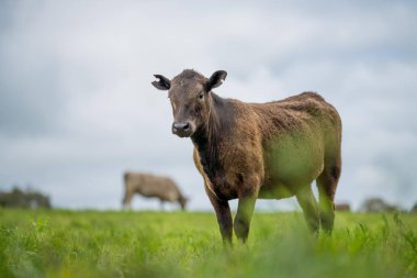 Tarlada tarla, tarlada sığır eti. Wagyu sığır sürüsü bir çiftlikte otluyor. Şişko inek