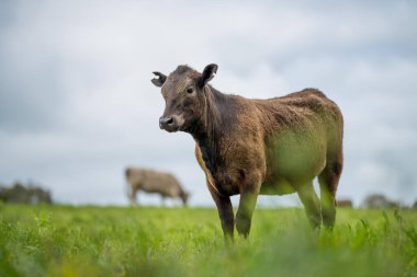 Afrika 'da tarım arazisi, tarlada sığır eti. Çiftlikte otlayan çiftlik hayvanları sürüsü. Afrikalı inek, çiftlikte sığır eti