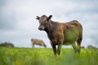 Avustralya 'daki bir tarlada otlayan damızlık sığır, inek ve buzağılardan kurtul. Sürü cinsleri arasında benek parkı, murray grisi, angus, brangus ve wagyu tahıl ve buğday yeme bulunmaktadır..