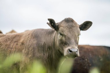Tarlada tarla, tarlada sığır eti. Wagyu sığır sürüsü bir çiftlikte otluyor. Şişko inek