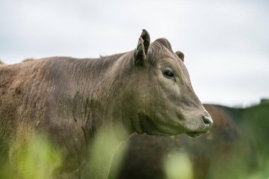 Yenilenen Aygır Angus, Wagyu, Murray Grey, Süt Ürünleri ve sığır İnekleri ve bir tarlada otlayan boğalar. Hayvanlar organik ve serbest tarım çiftliğinde yetiştiriliyor.