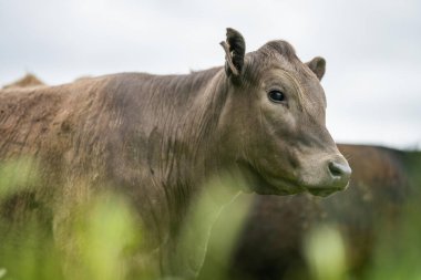 Avustralya 'daki bir tarlada otlayan damızlık sığır, inek ve buzağılardan kurtul. Sürü cinsleri arasında benek parkı, murray grisi, angus, brangus ve wagyu tahıl ve buğday yeme bulunmaktadır..