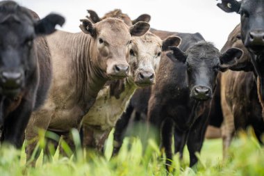 Tarlada tarla, tarlada sığır eti. Wagyu sığır sürüsü bir çiftlikte otluyor. Şişko inek