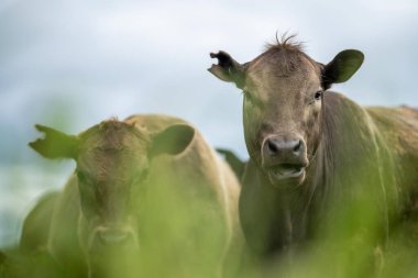 Avustralya 'daki bir tarlada otlayan damızlık sığır, inek ve buzağılardan kurtul. Sürü cinsleri arasında benek parkı, murray grisi, angus, brangus ve wagyu tahıl ve buğday yeme bulunmaktadır..