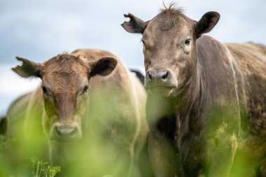 Yenilenen Aygır Angus, Wagyu, Murray Grey, Süt Ürünleri ve sığır İnekleri ve bir tarlada otlayan boğalar. Hayvanlar organik ve serbest tarım çiftliğinde yetiştiriliyor.
