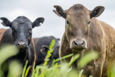 Tarlada tarla, tarlada sığır eti. Wagyu sığır sürüsü bir çiftlikte otluyor. Şişko inek