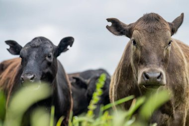 Yenilenen Aygır Angus, Wagyu, Murray Grey, Süt Ürünleri ve sığır İnekleri ve bir tarlada otlayan boğalar. Hayvanlar organik ve serbest tarım çiftliğinde yetiştiriliyor.