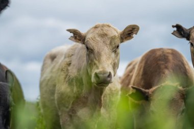 Avustralya 'daki bir tarlada otlayan damızlık sığır, inek ve buzağılardan kurtul. Sürü cinsleri arasında benek parkı, murray grisi, angus, brangus ve wagyu tahıl ve buğday yeme bulunmaktadır..