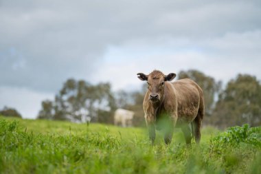 Bir tarlada otlayan inek sürüsü. Bir otlakta yenilenebilir angus sığırı. 
