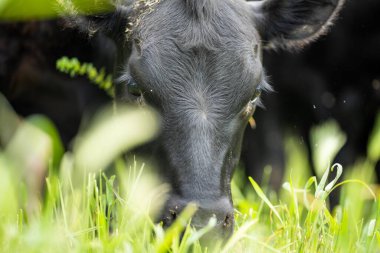 Yenilenen Aygır Angus, Wagyu, Murray Grey, Süt Ürünleri ve sığır İnekleri ve bir tarlada otlayan boğalar. Hayvanlar organik ve serbest tarım çiftliğinde yetiştiriliyor.