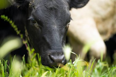 Afrika 'da tarım arazisi, tarlada sığır eti. Çiftlikte otlayan çiftlik hayvanları sürüsü. Afrikalı inek, çiftlikte sığır eti