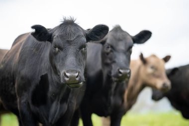 Yenilenen Aygır Angus, Wagyu, Murray Grey, Süt Ürünleri ve sığır İnekleri ve bir tarlada otlayan boğalar. Hayvanlar organik ve serbest tarım çiftliğinde yetiştiriliyor.