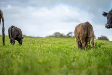 Afrika 'da tarım arazisi, tarlada sığır eti. Çiftlikte otlayan çiftlik hayvanları sürüsü. Afrikalı inek, çiftlikte sığır eti