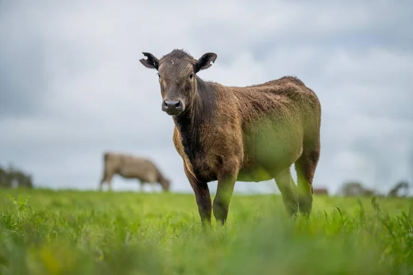 农田里 一群牛群在田野里 春天是和牛群一起在农场里的时候 — 图库照片