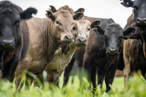 Ackerland Rinderherde Auf Einem Feld Frühling Auf Einem Bauernhof Mit — Stockfoto
