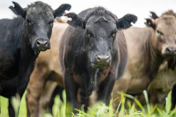 Campo Agrícola África Vacas Res Campo Rebaño Ganado Pastando Hierba — Foto de Stock