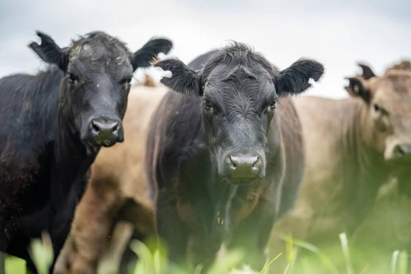 牛や牛や子牛の放牧地の芝生の上でのフィールド オーストラリアの損失 牛の品種には スペックル パーク マレー グレイ アンガス ブランガス 穀物と小麦を食べる — ストック写真