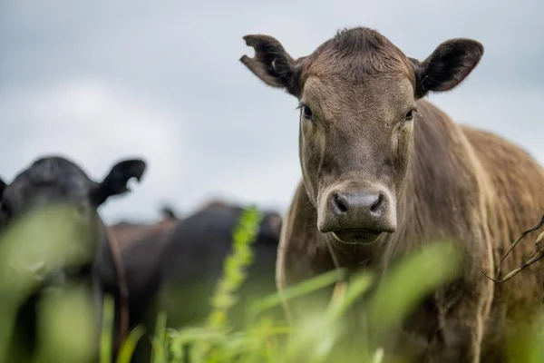 Agriculture Régénérative Vaches Dans Champ Pâturage Sur Herbe Pâturage Australie — Photo