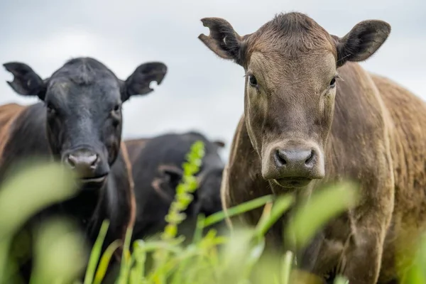 Campo Agrícola Rebaño Vacas Res Campo Primavera Una Granja Con — Foto de Stock