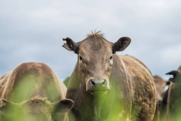 Vacas Agricultura Regenerativa Campo Pastando Grama Pasto Austrália Uma Fazenda — Fotografia de Stock