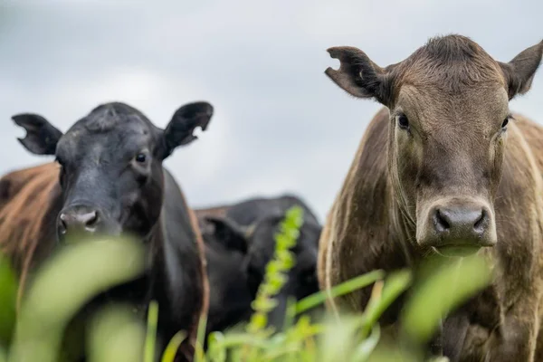 Agricultura Sostenible Granja Vacas Campo Vacas Res Campo Rebaño Ganado — Foto de Stock