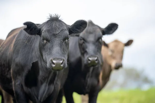 Campo Agrícola Vacas Res Campo Rebaño Ganado Wagyu Pastando Pastos — Foto de Stock