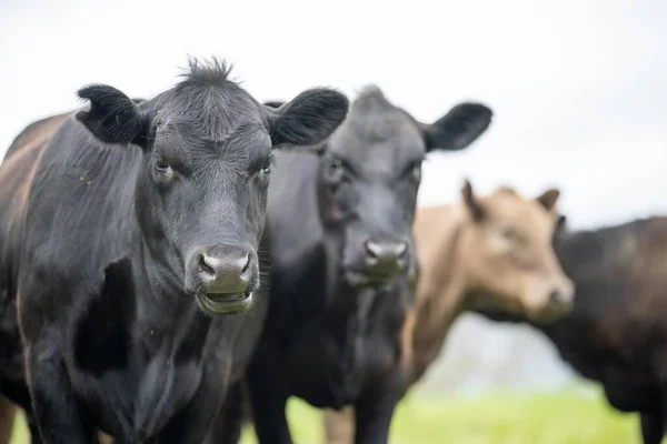 Perder Toros Stud Beef Vacas Terneros Pastando Hierba Campo Australia — Foto de Stock