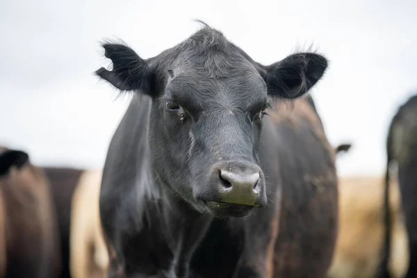 Manada Vacas Pastando Pasto Campo Gado Angus Regenerativo Uma Paddock — Fotografia de Stock