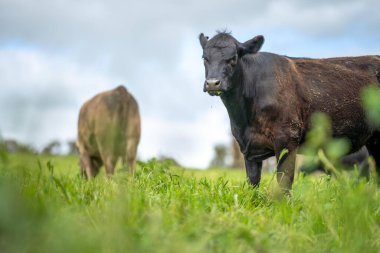 Bir tarlada otlayan inek sürüsü. Bir otlakta yenilenebilir angus sığırı. 