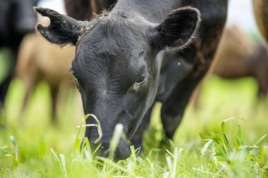 Yenileyici tarım inekleri tarlada, Avustralya 'da çim ve çayırlarda otluyorlar, bir çiftlikte. Saman yiyen sığırlar. Cinsler arasında Speckle Park, Murray Grey, Angus, wagyu, mandıra.