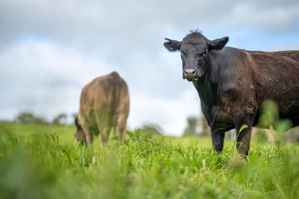 Agriculture Durable Ferme Vaches Dans Champ Vaches Boucherie Dans Champ — Photo