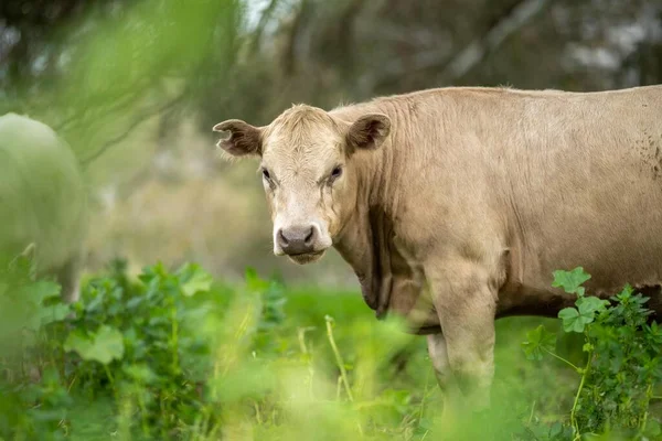 Регенеративный Стад Ангус Вагью Мюррей Грей Молочные Говяжьи Коровы Быки — стоковое фото